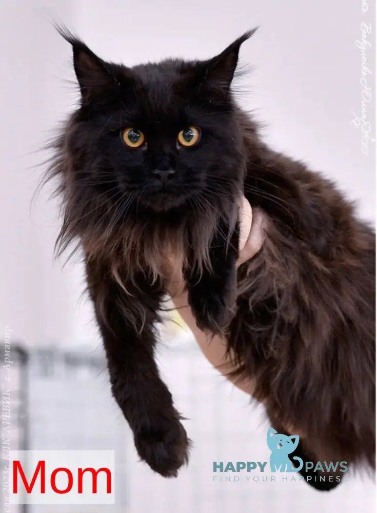 Venus Maine Coon female black tortie live animals
