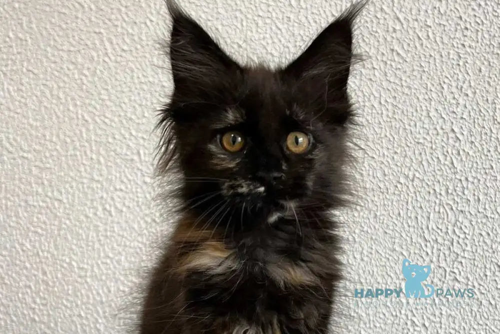 Venus Maine Coon female black tortie live animals