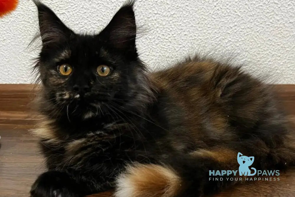 Venus Maine Coon female black tortie live animals