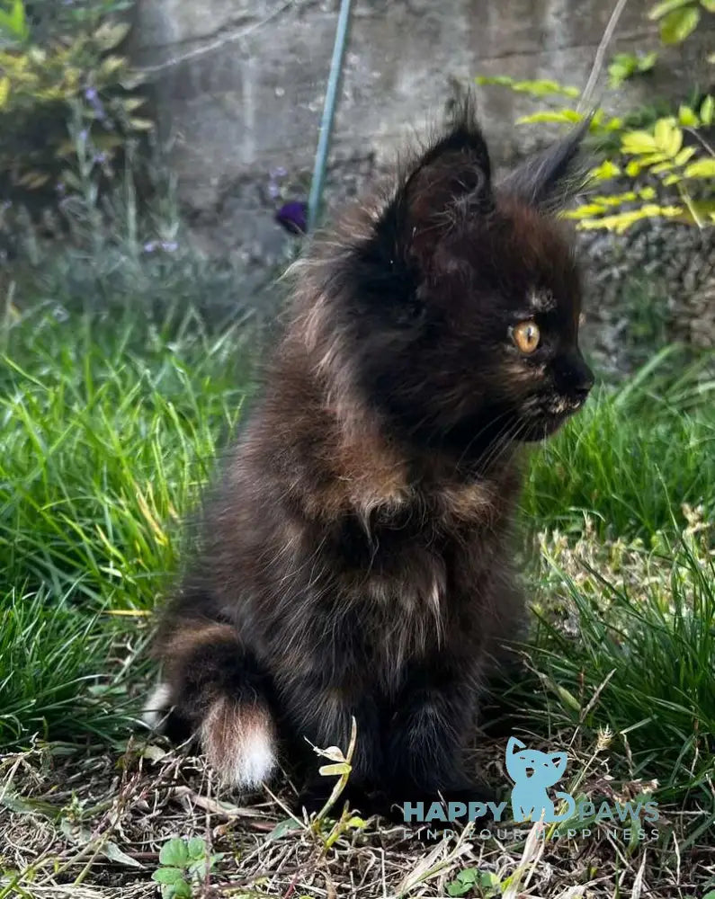Venus Maine Coon female black tortie live animals