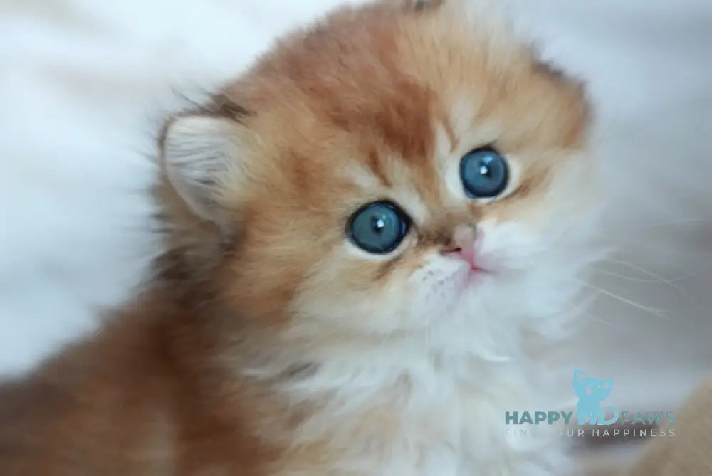 Venya British Longhair male black golden shaded live animals