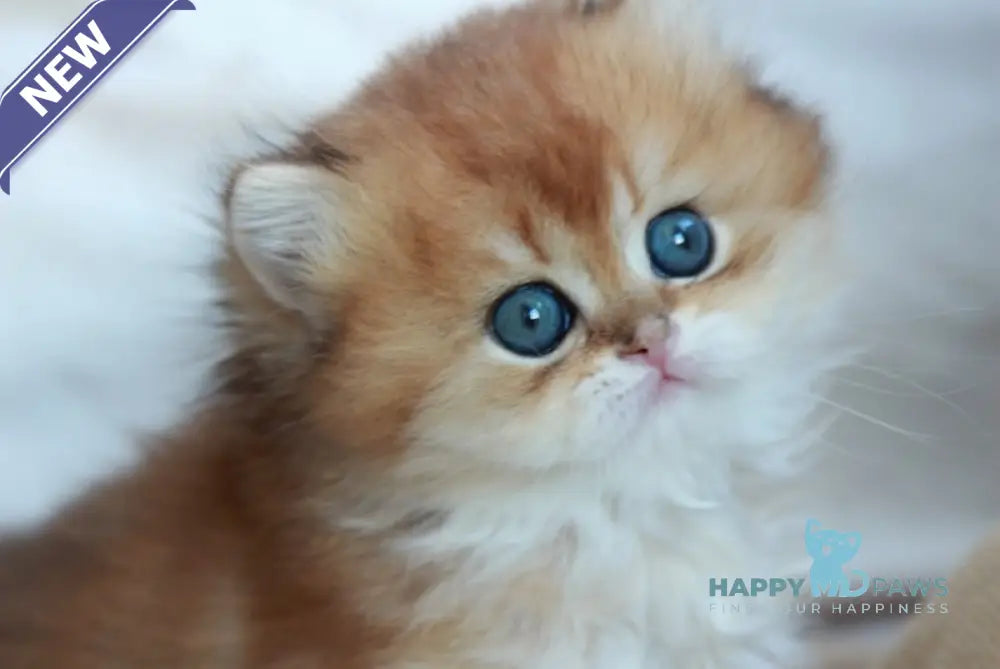 Venya British Longhair male black golden shaded live animals