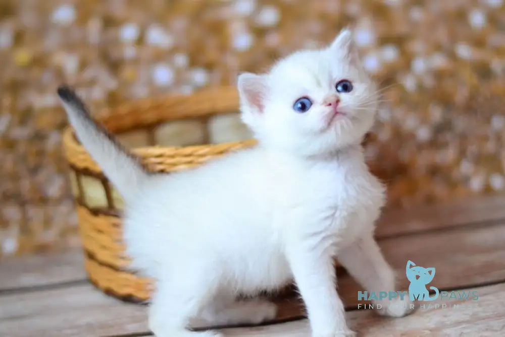 Venya British Shorthair male black golden shaded pointed live animals