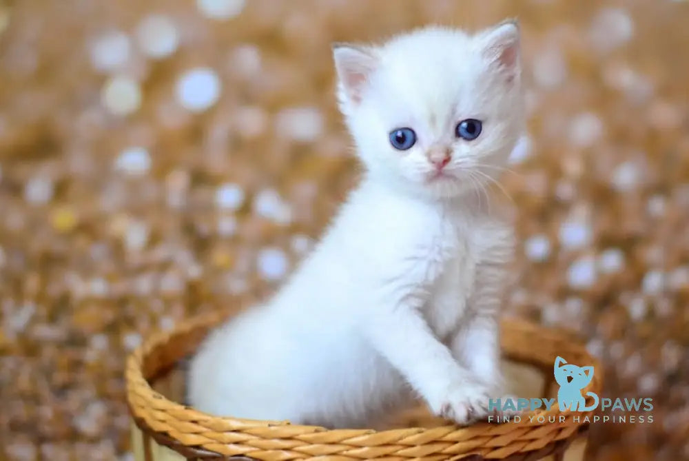 Venya British Shorthair male black golden shaded pointed live animals