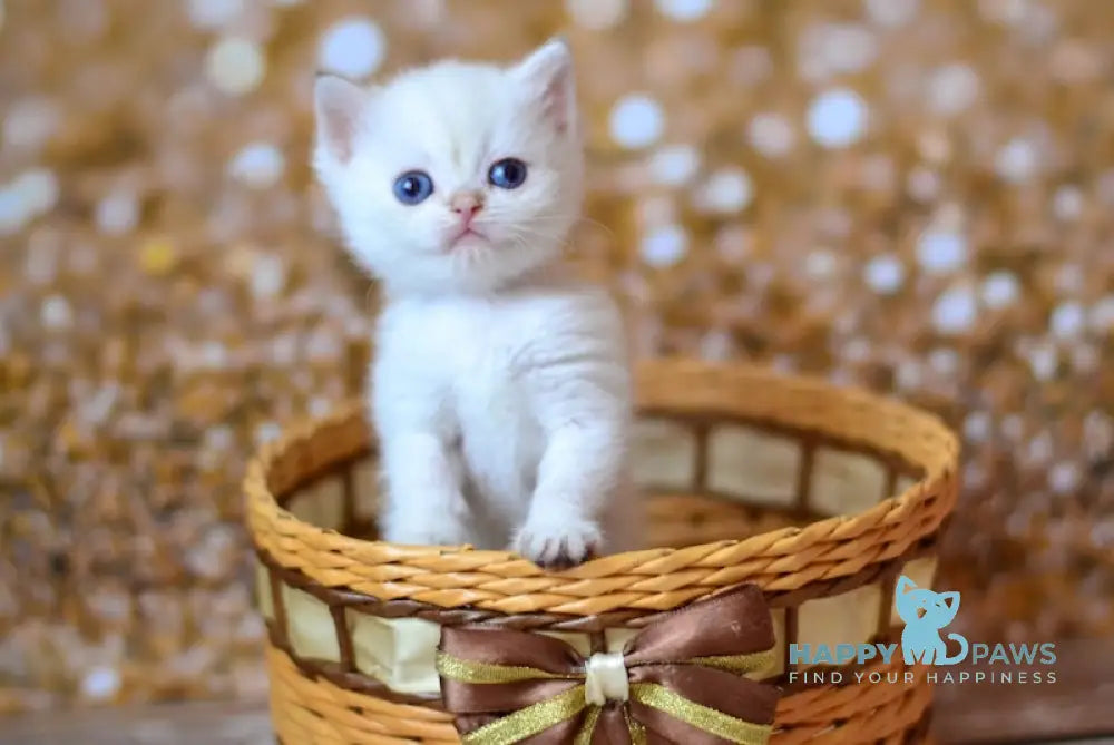 Venya British Shorthair male black golden shaded pointed live animals