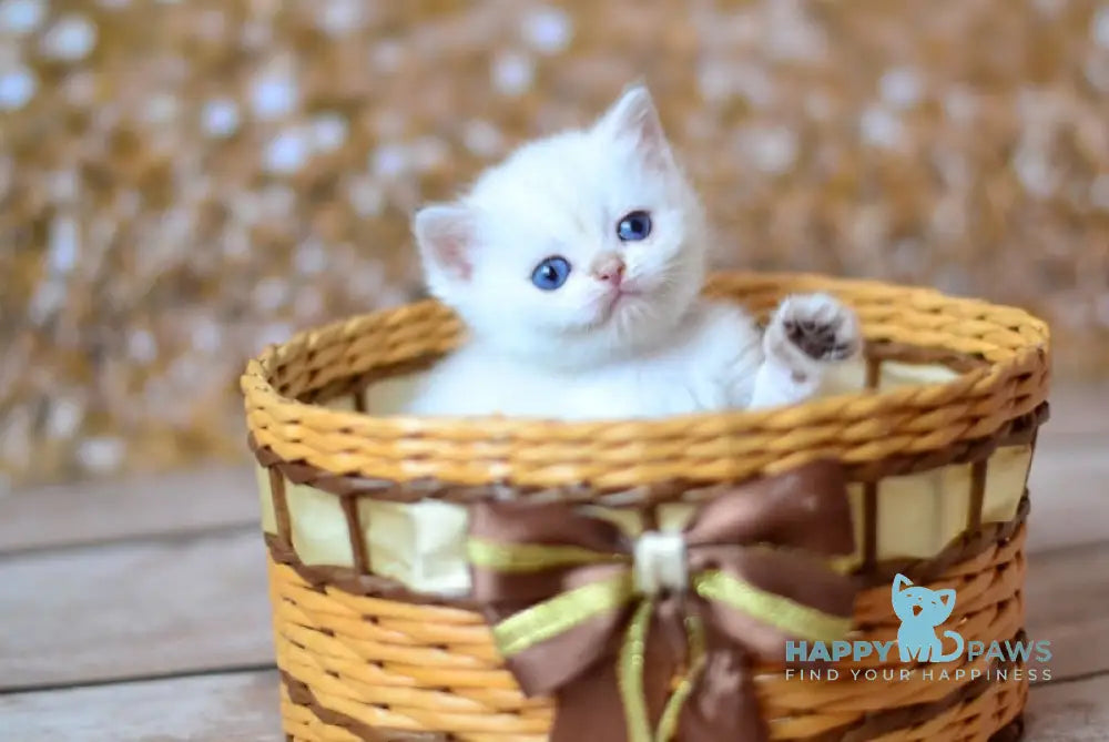 Venya British Shorthair male black golden shaded pointed live animals