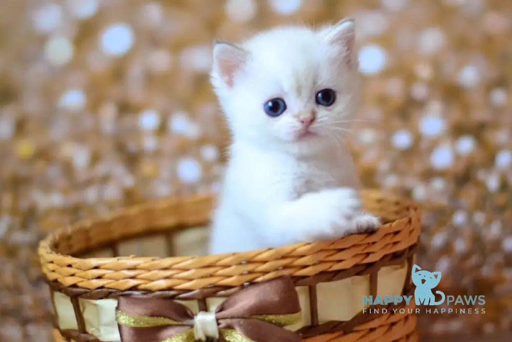 Venya British Shorthair male black golden shaded pointed live animals