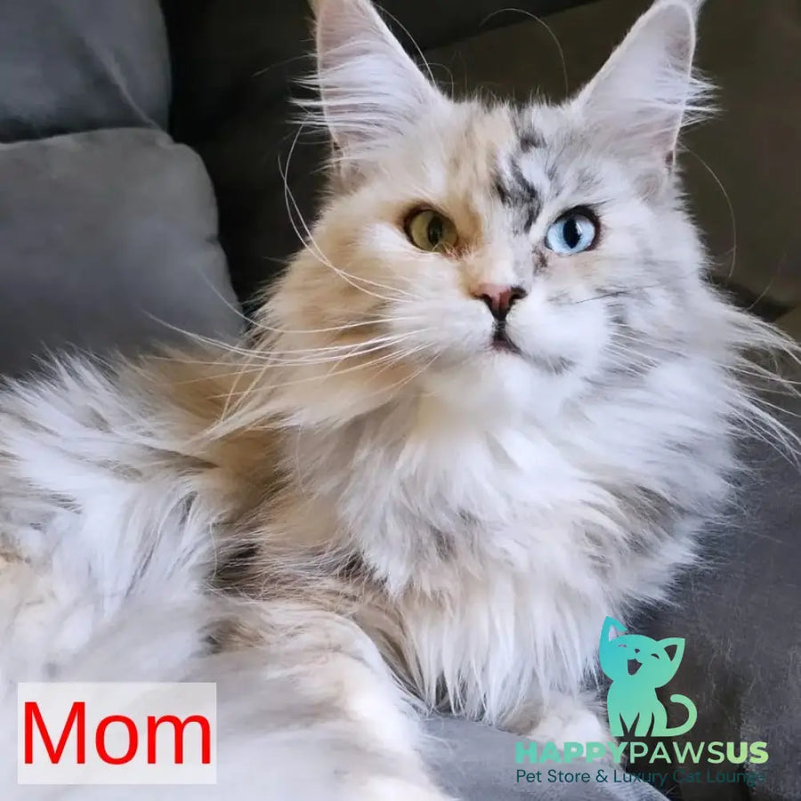 Venya Maine Coon male red - live animals