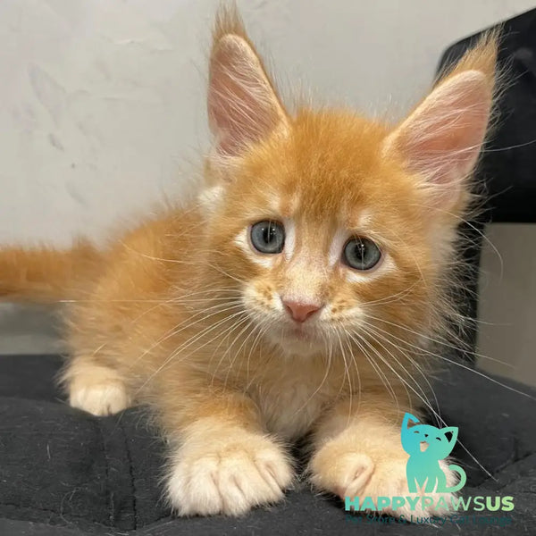 Venya Maine Coon male red - live animals