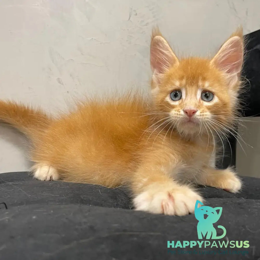 Venya Maine Coon male red - live animals