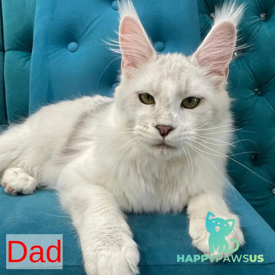 Venya Maine Coon male red - live animals