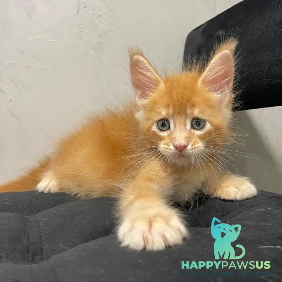 Venya Maine Coon male red - live animals