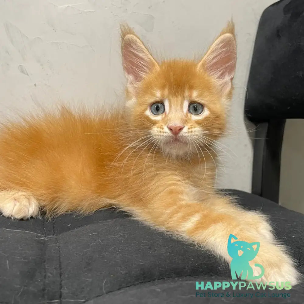 Venya Maine Coon male red - live animals