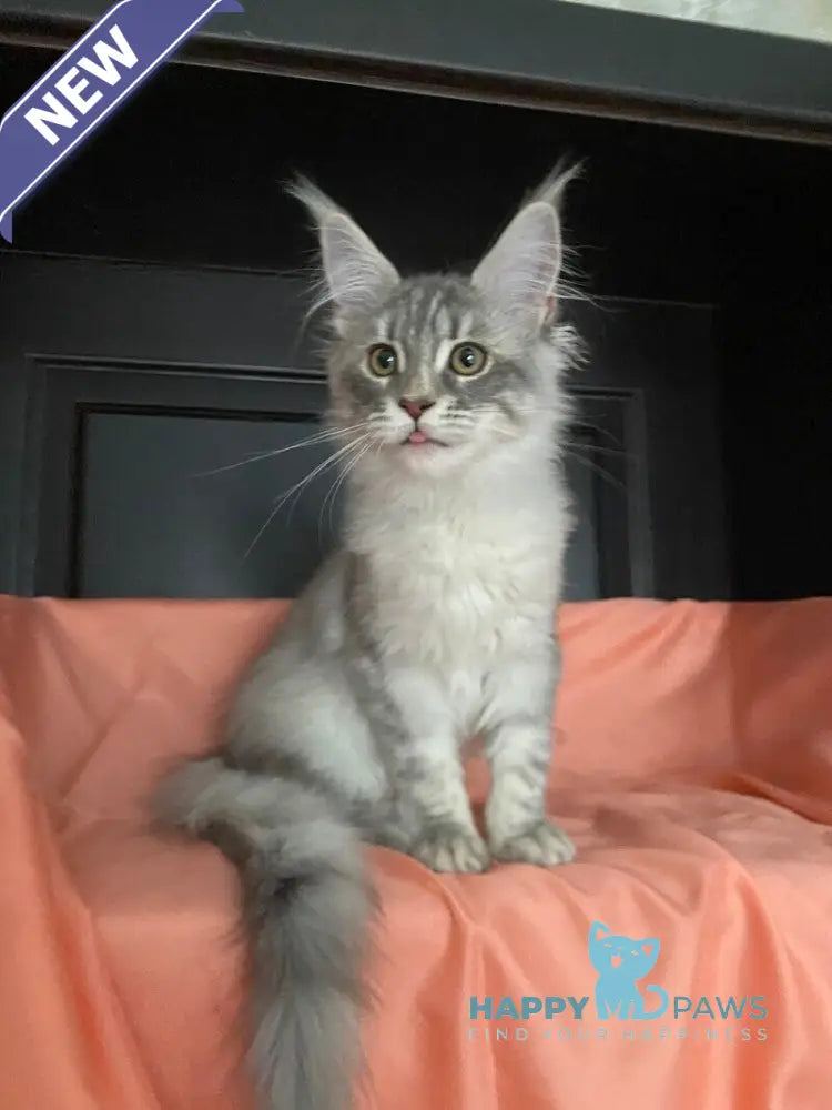 Vera Verona Maine Coon female black silver tabby live animals