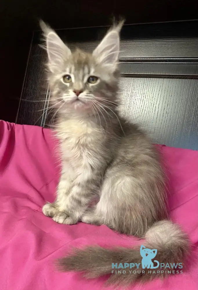 Vera Verona Maine Coon female black silver tabby live animals
