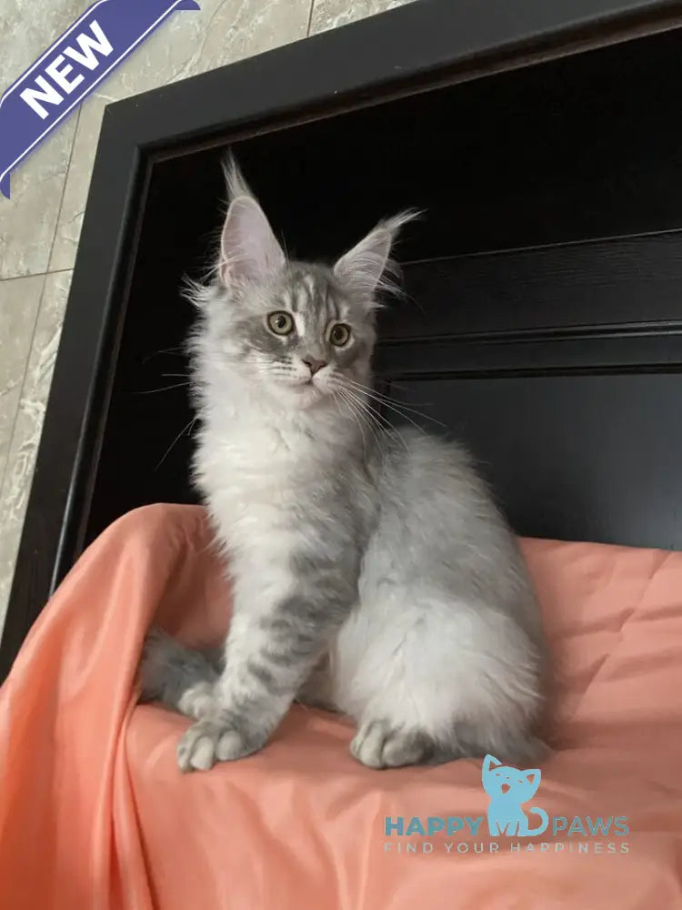 Vera Verona Maine Coon female black silver tabby live animals