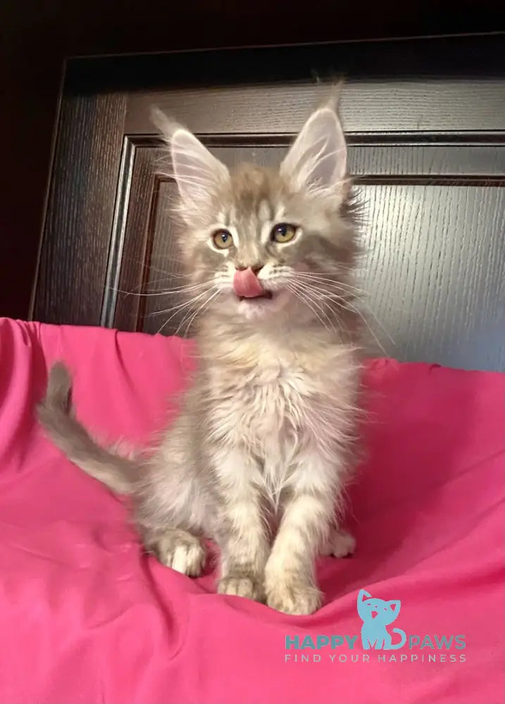 Vera Verona Maine Coon female black silver tabby live animals