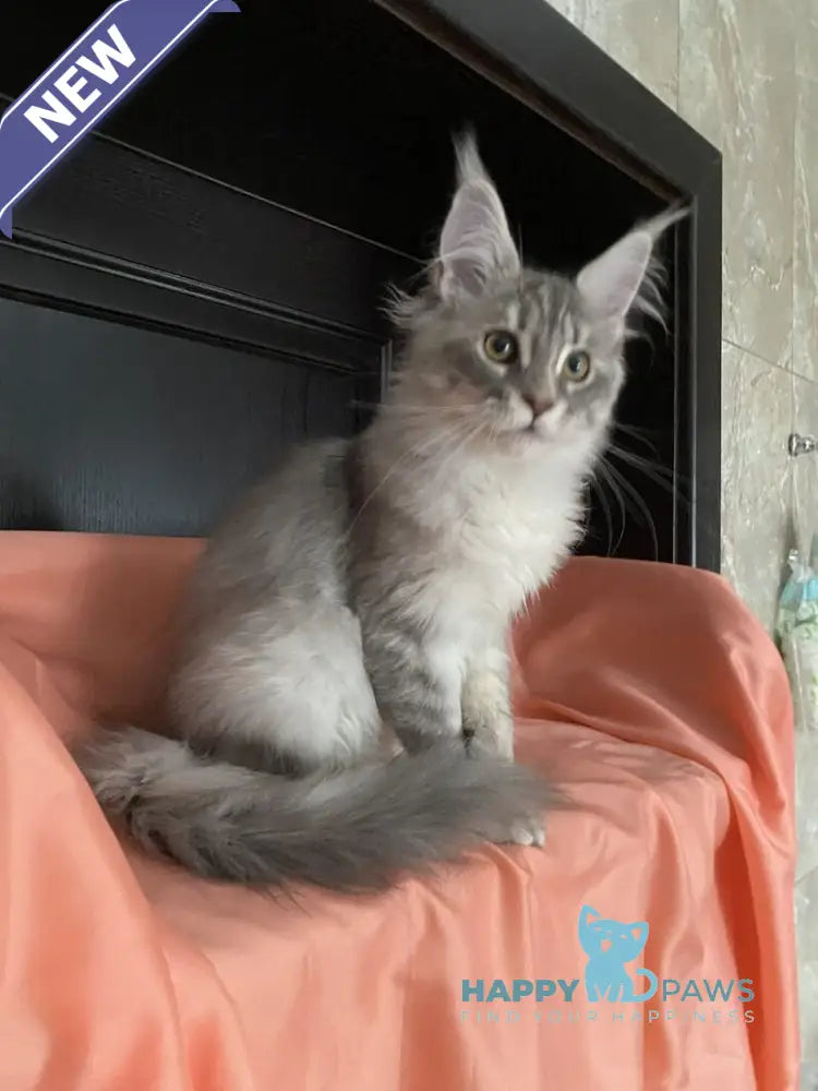 Vera Verona Maine Coon female black silver tabby live animals