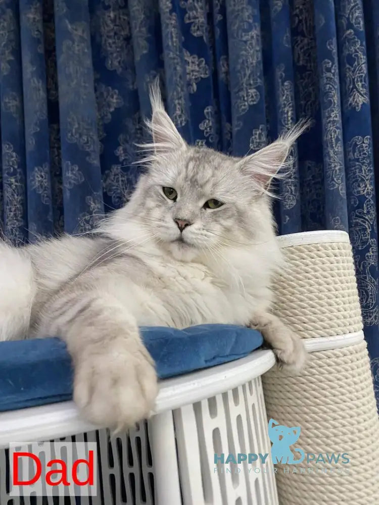 Vera Verona Maine Coon female black silver tabby live animals