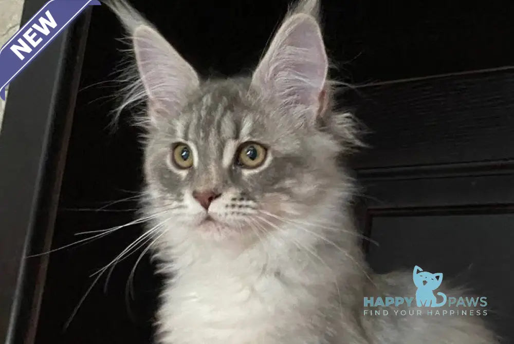 Vera Verona Maine Coon female black silver tabby live animals
