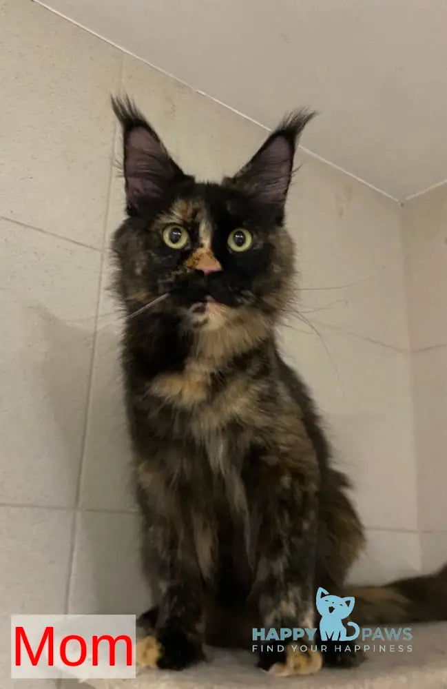 Vera Verona Maine Coon female black silver tabby live animals