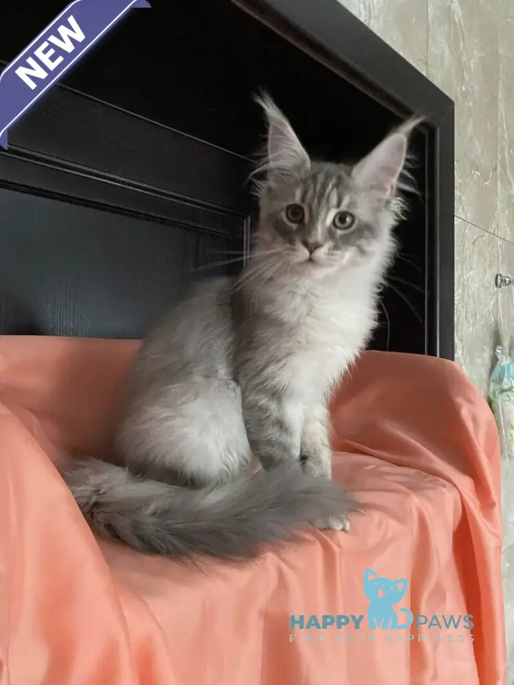 Vera Verona Maine Coon female black silver tabby live animals