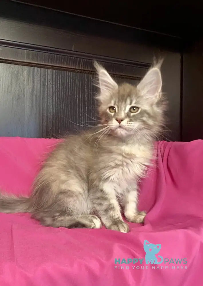 Vera Verona Maine Coon female black silver tabby live animals