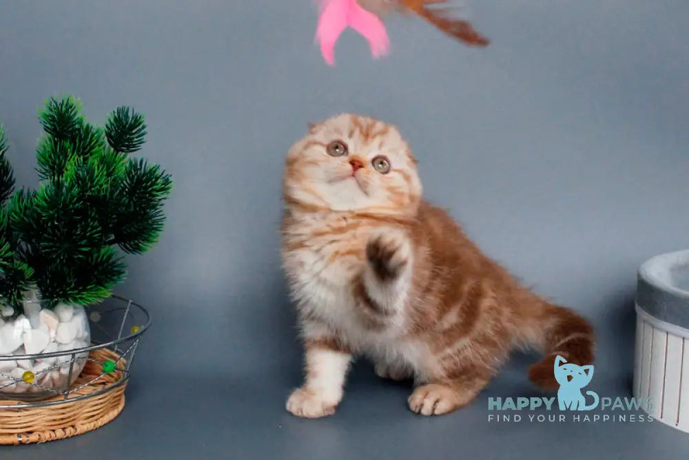 Veres Scottish Fold male cinnamon silver tabby live animals