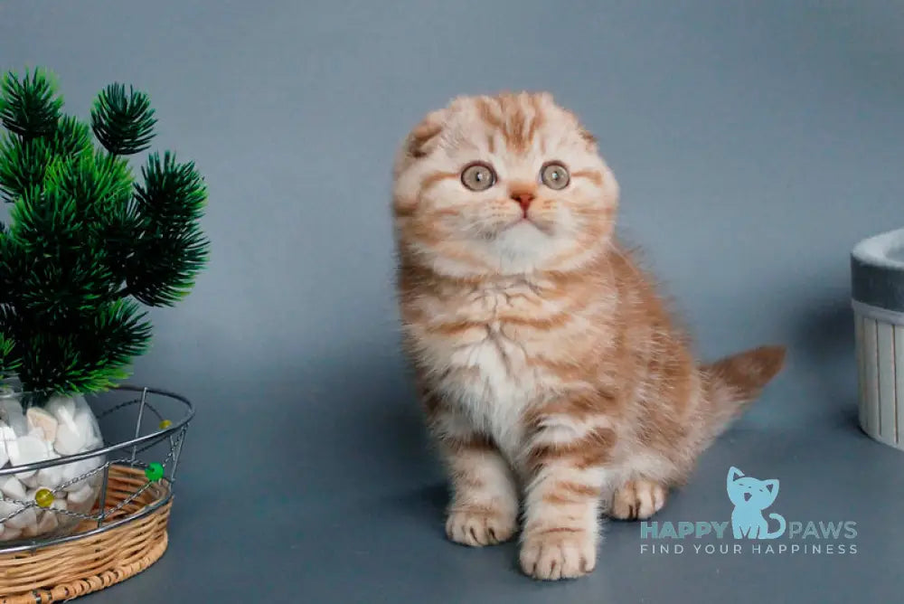 Veres Scottish Fold male cinnamon silver tabby live animals