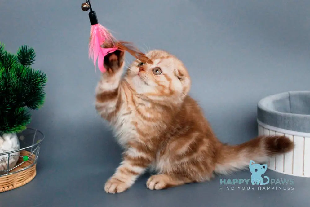 Veres Scottish Fold male cinnamon silver tabby live animals