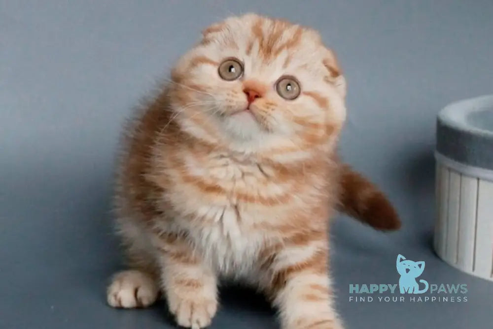Veres Scottish Fold male cinnamon silver tabby live animals