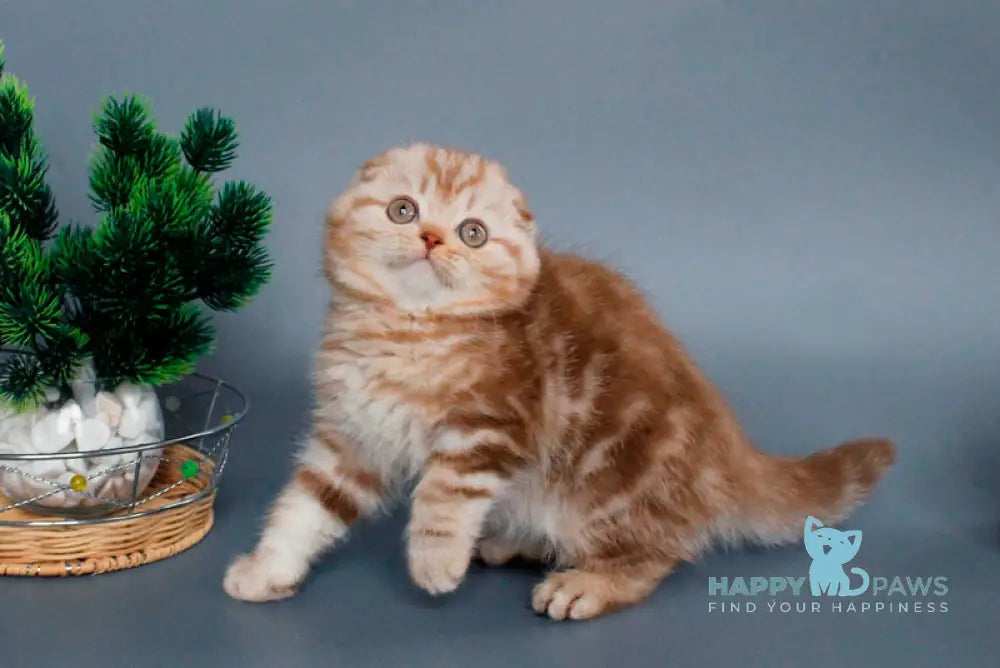 Veres Scottish Fold male cinnamon silver tabby live animals