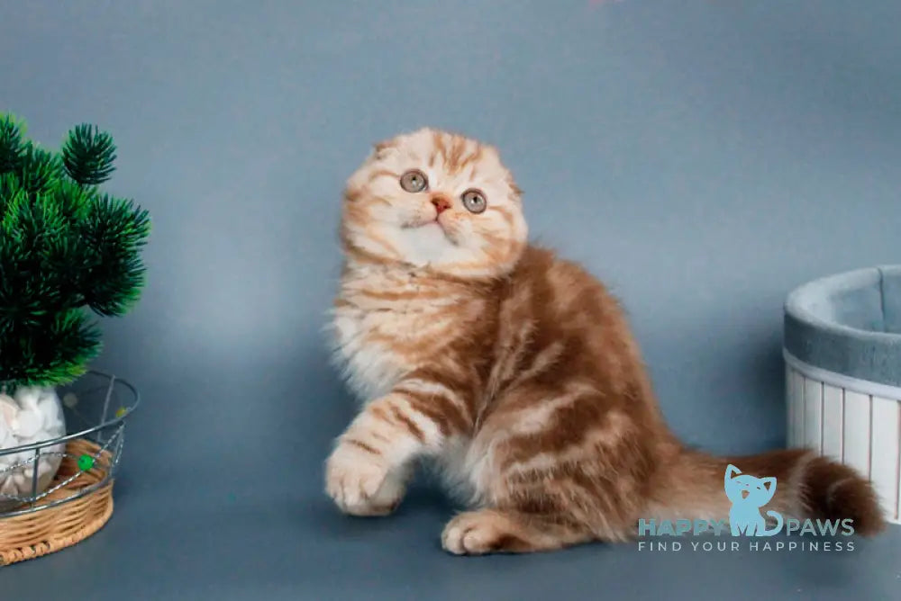 Veres Scottish Fold male cinnamon silver tabby live animals