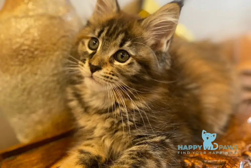 Verona Maine Coon female black tortie tabby live animals