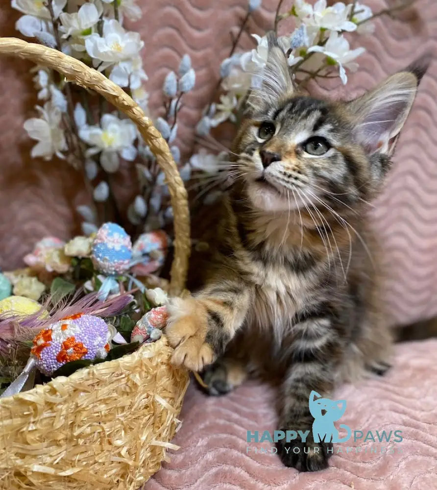 Verona Maine Coon female black tortie tabby live animals