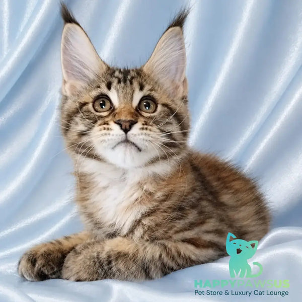 Verona Maine Coon female black tortie tabby - live animals