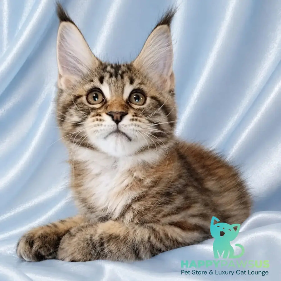 Verona Maine Coon female black tortie tabby - live animals