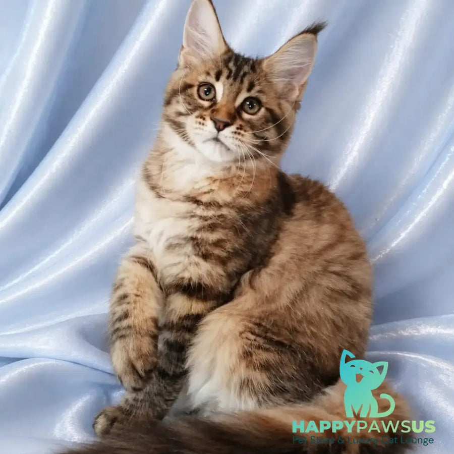 Verona Maine Coon female black tortie tabby - live animals