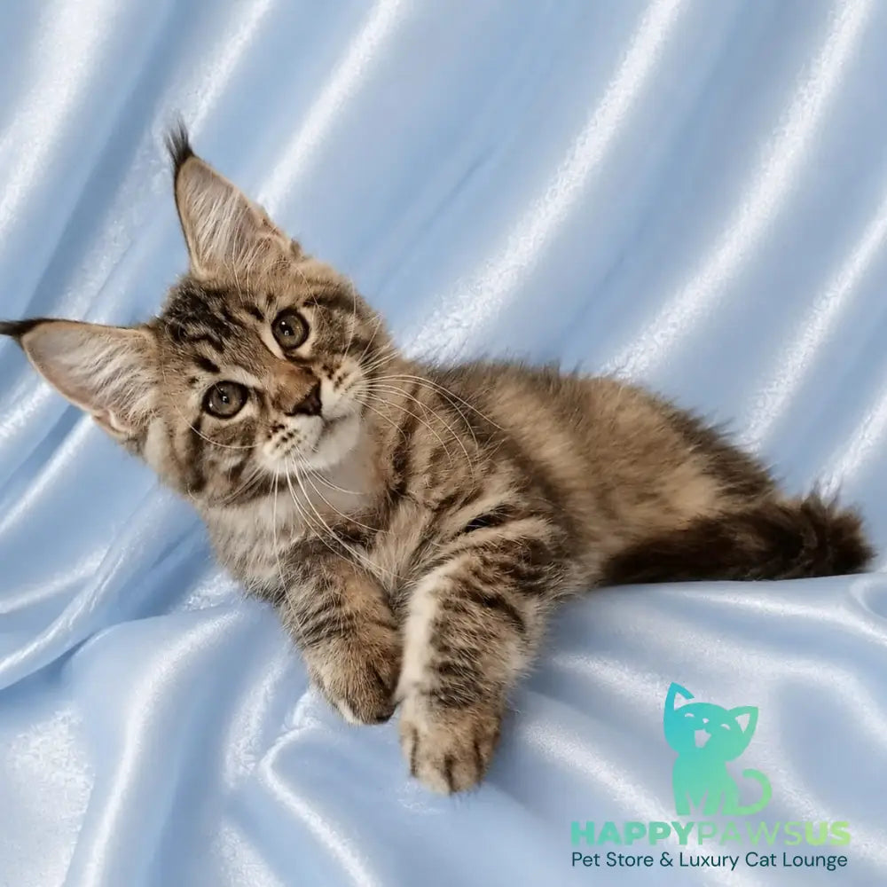 Verona Maine Coon female black tortie tabby - live animals