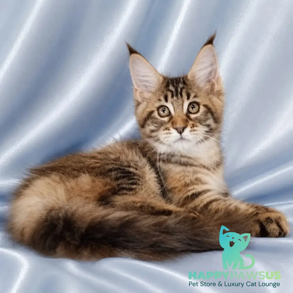 Verona Maine Coon female black tortie tabby - live animals