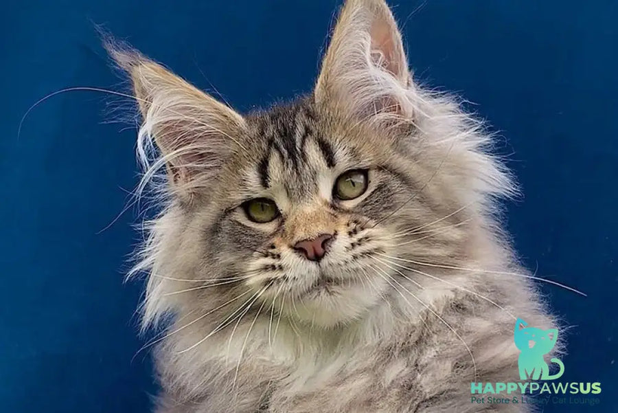 Verona Maine Coon polydactyl female black tabby - live animals