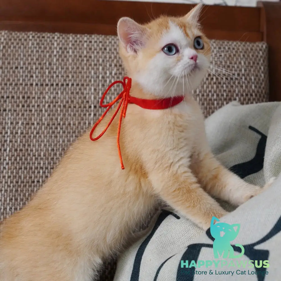 Veronica British Shorthair female chocolate tortie golden chinchilla with white - live animals