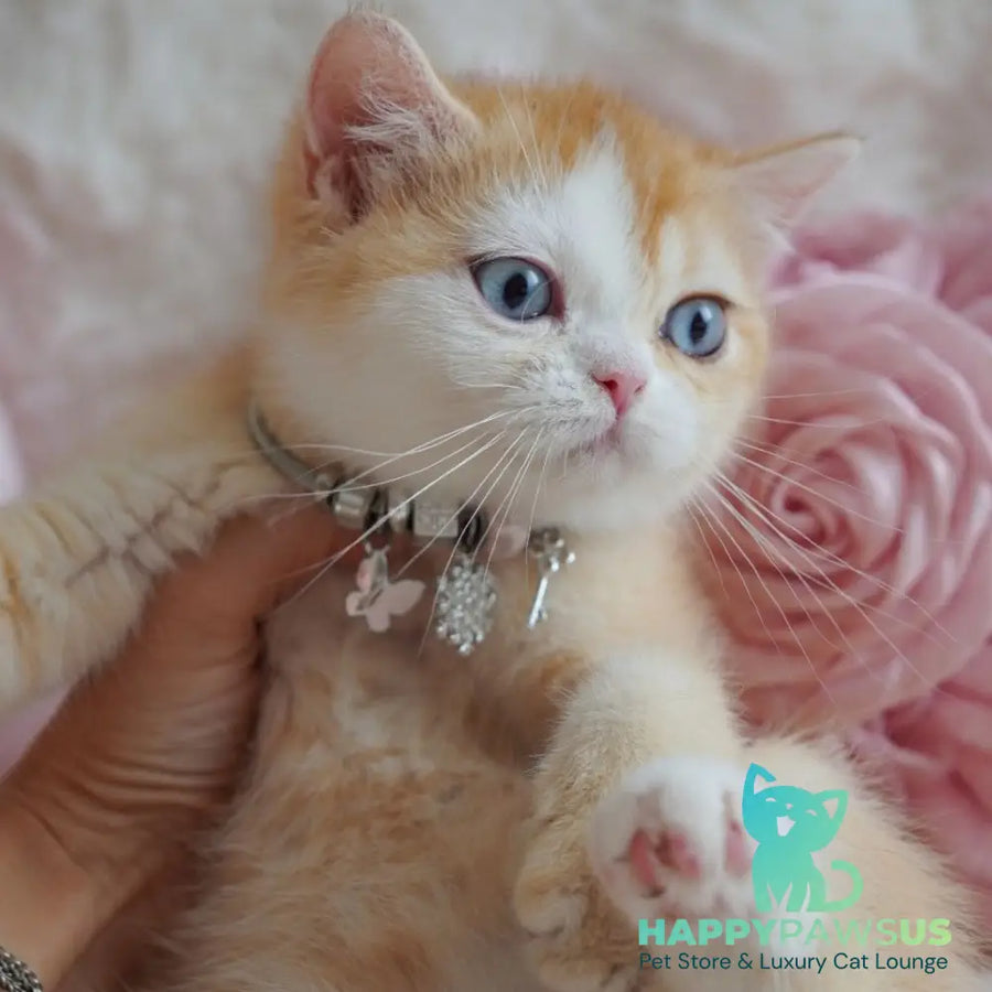 Veronica British Shorthair female chocolate tortie golden chinchilla with white - live animals