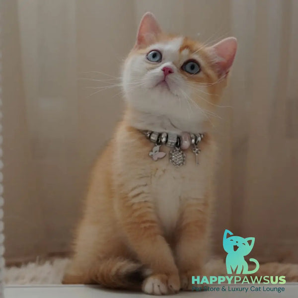 Veronica British Shorthair female chocolate tortie golden chinchilla with white - live animals