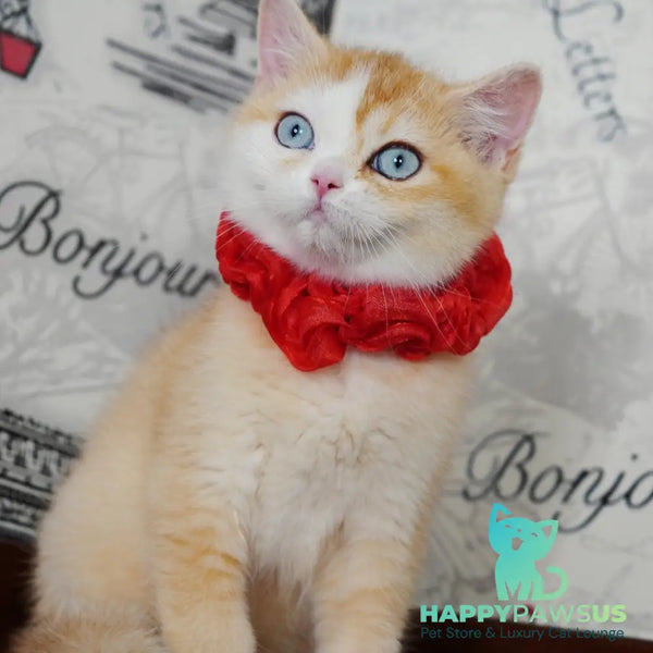 Veronica British Shorthair female chocolate tortie golden chinchilla with white - live animals