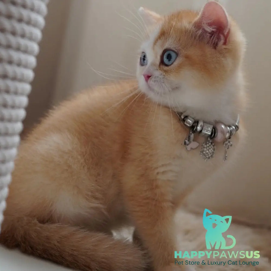 Veronica British Shorthair female chocolate tortie golden chinchilla with white - live animals