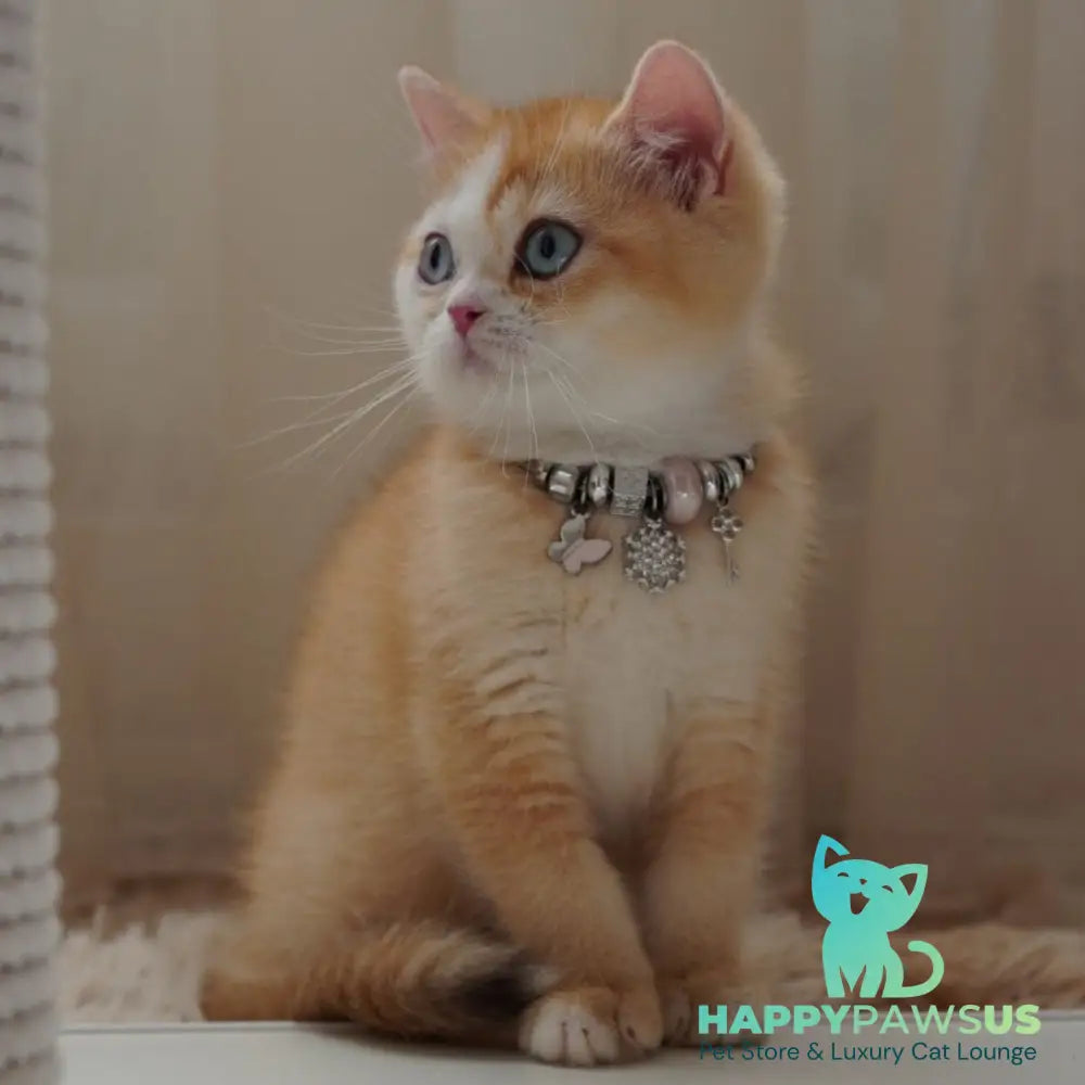 Veronica British Shorthair female chocolate tortie golden chinchilla with white - live animals