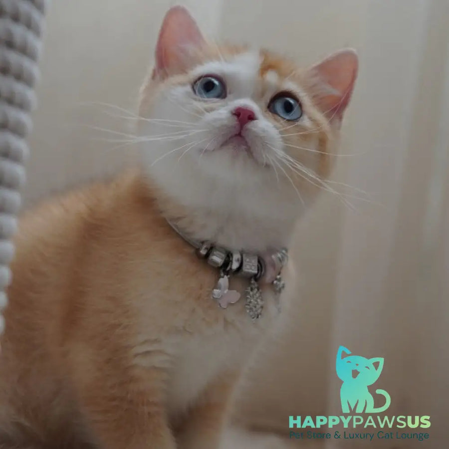 Veronica British Shorthair female chocolate tortie golden chinchilla with white - live animals