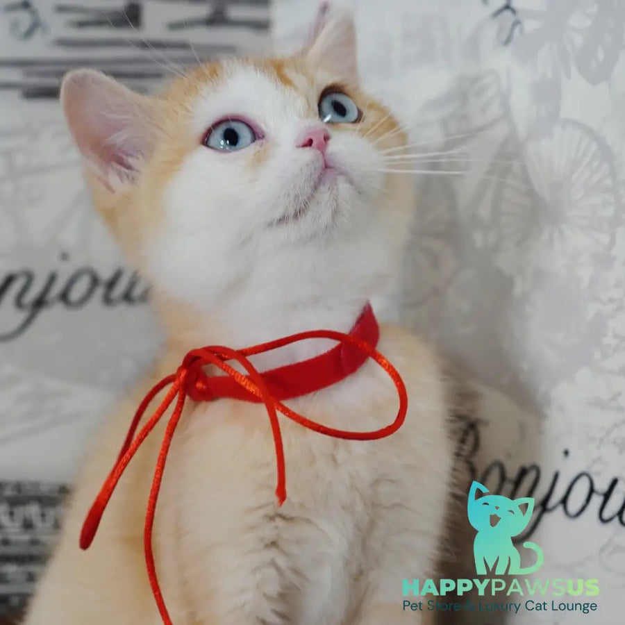 Veronica British Shorthair female chocolate tortie golden chinchilla with white - live animals