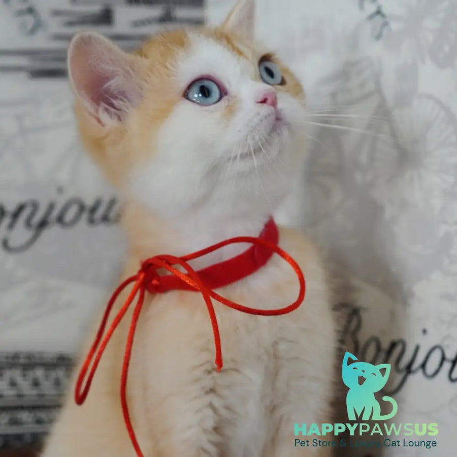 Veronica British Shorthair female chocolate tortie golden chinchilla with white - live animals